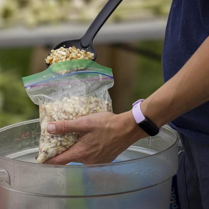 Spring rains destroyed a harvest important to the Oneida people. Farmers are working to adapt